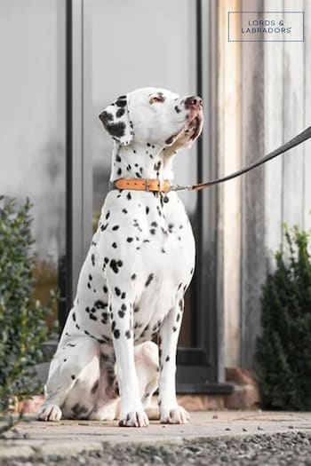 Lords and Labradors Graphite Essentials Herdwick Dog Collar (B69116) | £20 - £25