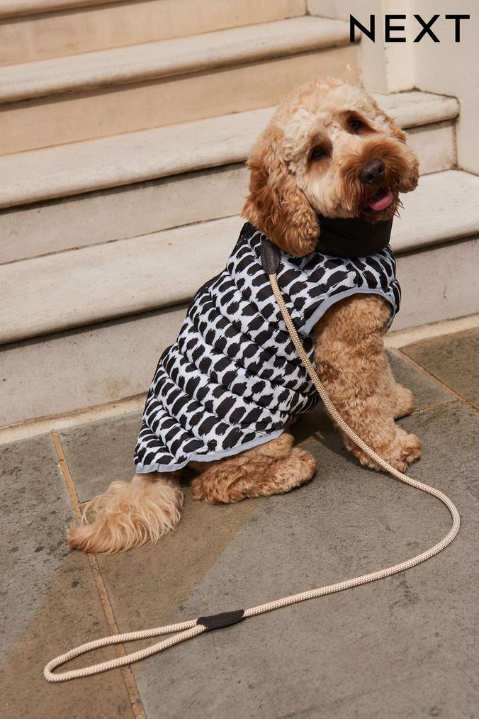 Adidas dog clothes uk hotsell