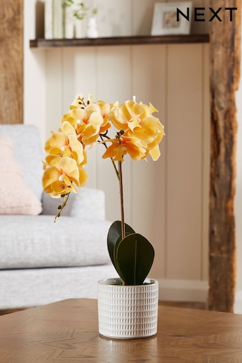Yellow Artificial Real Touch Orchid In Country Pot (C85001) | £24