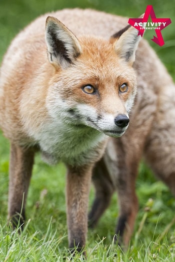 AS Fox Encounter for Two at Ark Wildlife Park (D15178) | £80