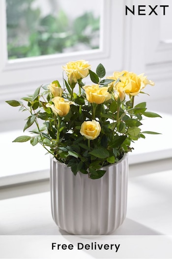 Yellow Friendship Rose Real Plant (D85647) | £22