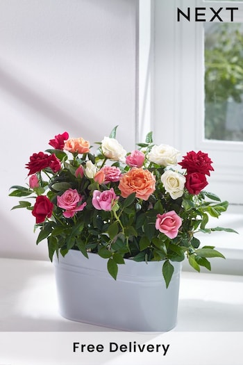 Bright Rose Duo Real Plant in Grey Painted Tin (D85654) | £28