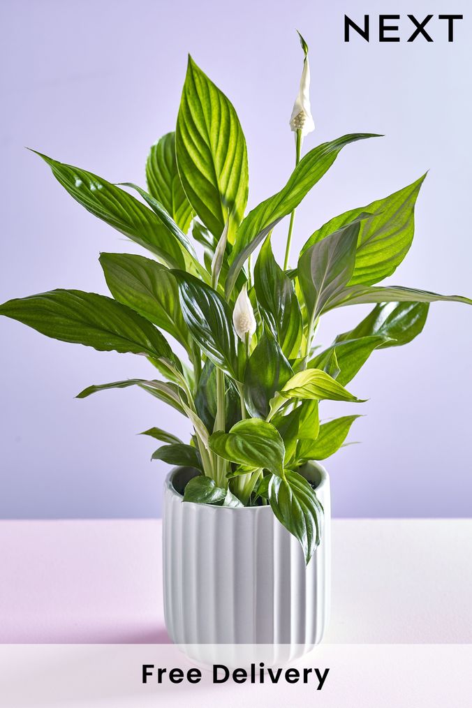 Next plants clearance