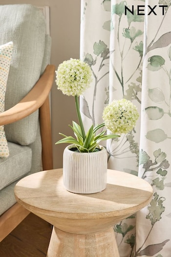 White Large Artifical Allium Plant (E14371) | £20