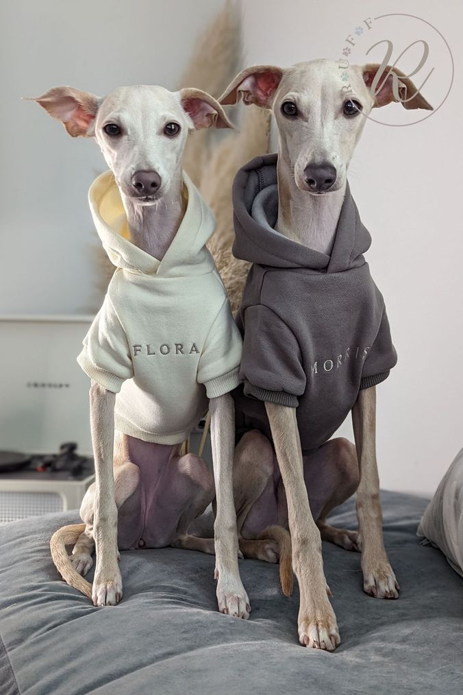 Dog jumpers next deals