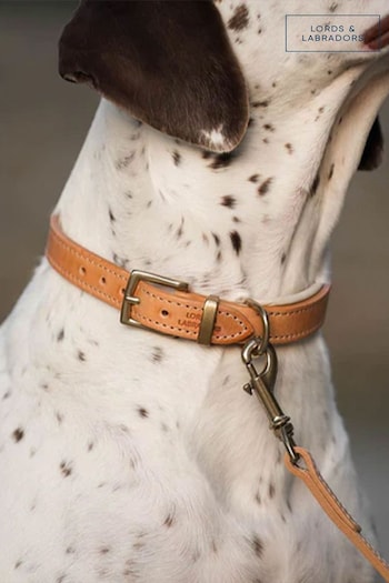 Lords and Labradors Tan Cream Italian Leather Collar Dog Collar (F33476) | £48 - £60