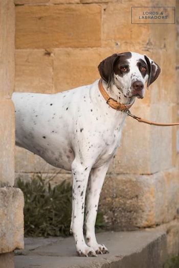 Lords and Labradors Tan Cream Italian Leather Dog Lead (G62511) | £60 - £70