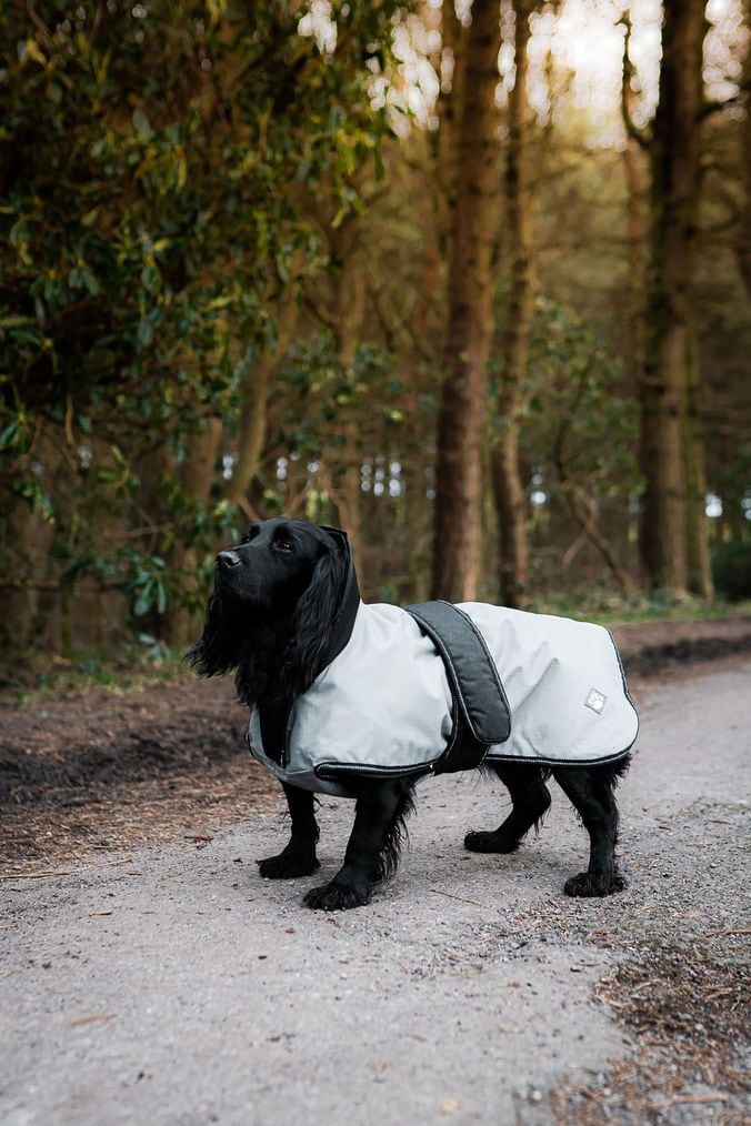 Dog Coats Walking Waterproof Coats Next UK