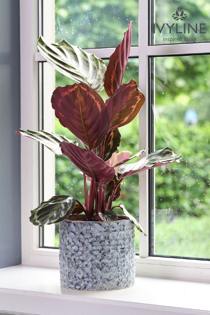 Next clearance plant pots
