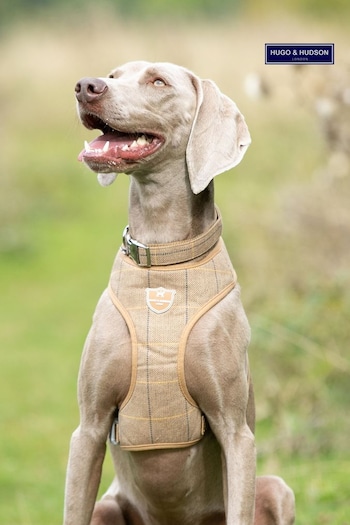 Hugo & Hudson Brown Dog Harness (M65674) | £25