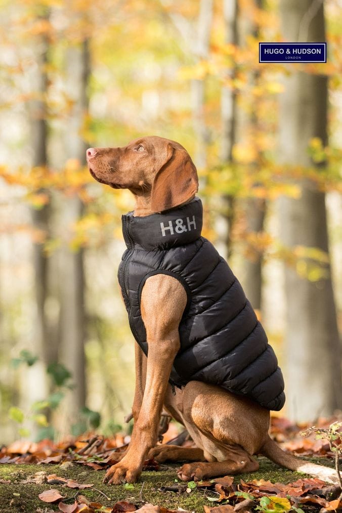 Next best sale dog accessories
