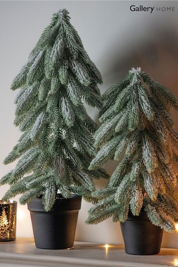 Gallery Home Natural Christmas Snowy Spruce With Pot 59cm (M85398) | £41
