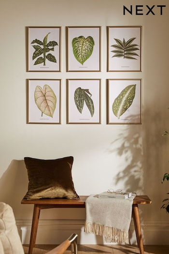 Set of 6 Green Botanical Framed Print Wall Art (N36292) | £75