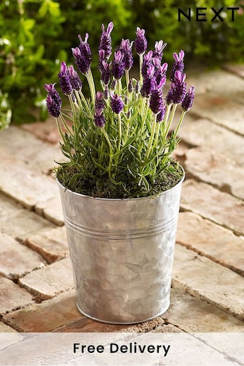 Multi Lavender Real Plant in Pail (N40803) | £25