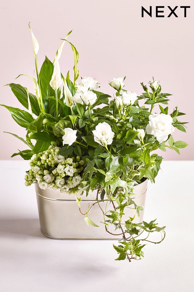 Plants Indoor Outdoor Plants Next UK