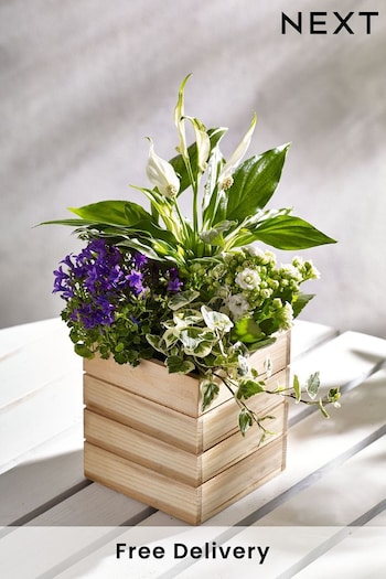Multi Real Plant in Wooden Crate (N44951) | £28