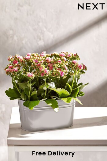 Pink Real Plant Duo in Grey Painted Tin (N44954) | £22