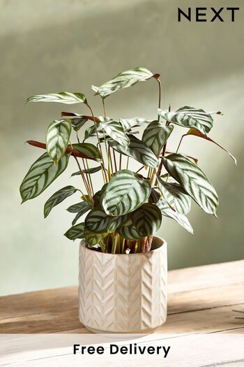 Green Calathea Real Plant in Ceramic Pot (N44992) | £34