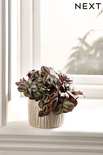Green Trailing Real Plant in Ceramic Pot (N44994) | £20