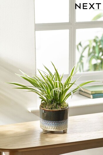 Green Spider Real Plant in Ceramic Pot (N44995) | £22