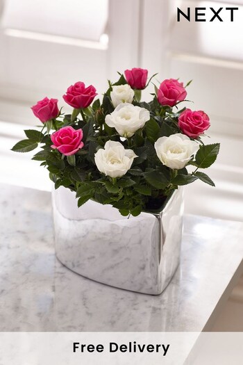 Pink and White Rose Real Plant in Heart Shaped Ceramic Pot (N44996) | £22