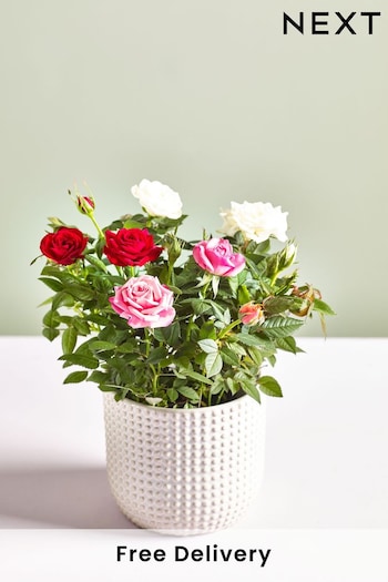 Multi Rose Real Plant in Ceramic Pot (N44997) | £22