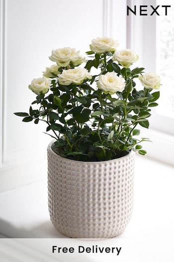 White Rose Real Plant in Ceramic Pot (N44998) | £22