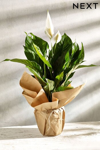 White Gift Wrapped Peace Lily Real Plant (N44999) | £28