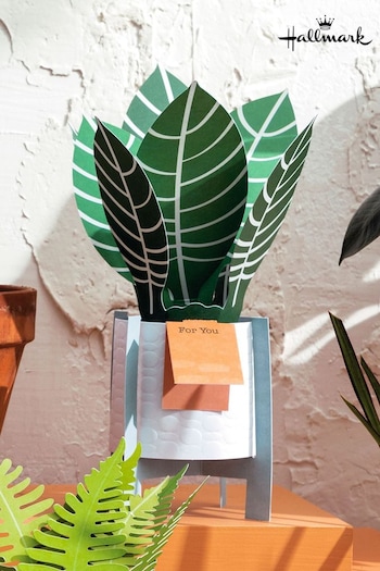 Hallmark Green For You Card 3D Pop Up Zebra Plant (N66876) | £5