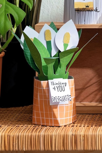Hallmark Green Thinking of You Card 3D Pop Up Peace Lily (N66920) | £5