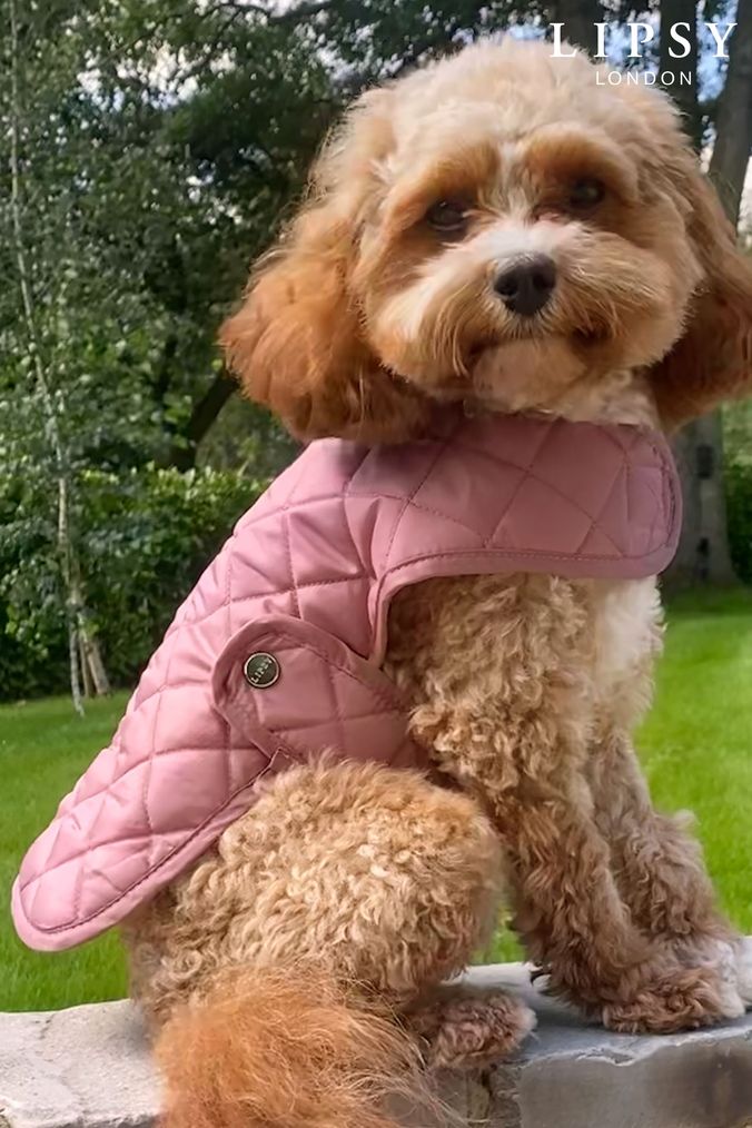 Dog pink ladies clearance jacket