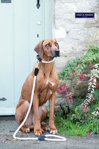 Hugo & Hudson Black Rope and Suede Leather Dog Collar (Q51031) | £30