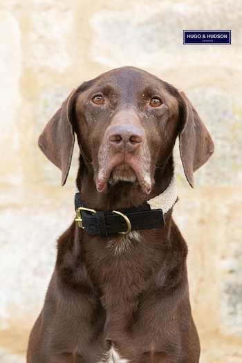 Hugo & Hudson Black Flat Rope and Leather Dog Collar (Q51075) | £30