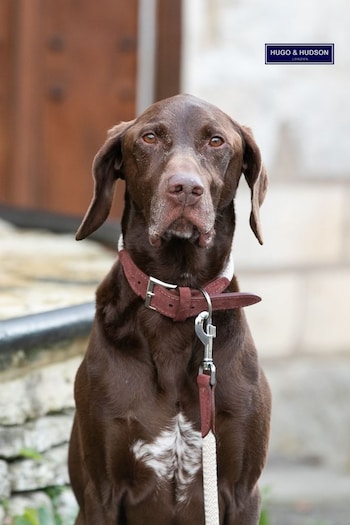 Hugo & Hudson Brown Rope and Suede Leather Dog Collar (Q51082) | £30