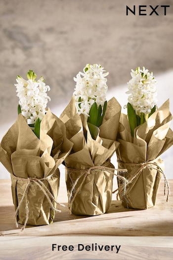Multi Hyacinth Gift Wrapped Real Plant (Q78287) | £20