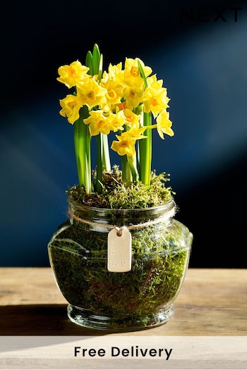 Multi Narcissi Real Plant in Glass Vase (Q78289) | £20