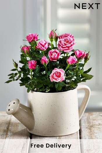 Multi Rose Real Plant in Ceramic Watering Can (Q78290) | £25