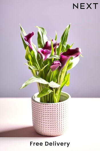 Multi Calla Lily Real Plant in Ceramic Pot (Q78291) | £25