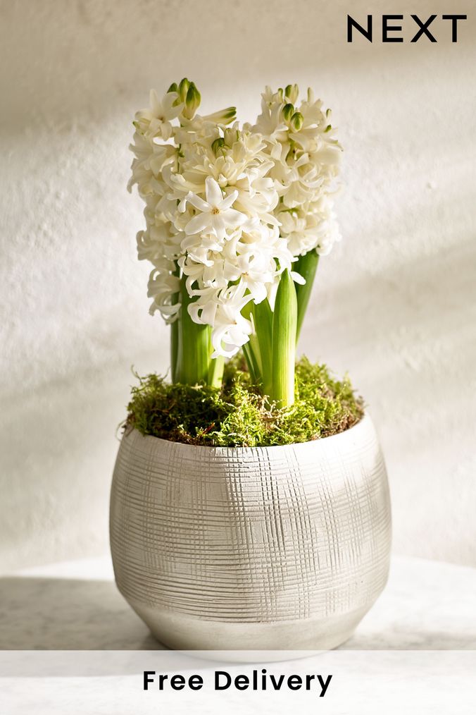 Next clearance delivery flowers