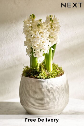 Multi Hyacinth Real Plant in Ceramic (Q78292) | £26