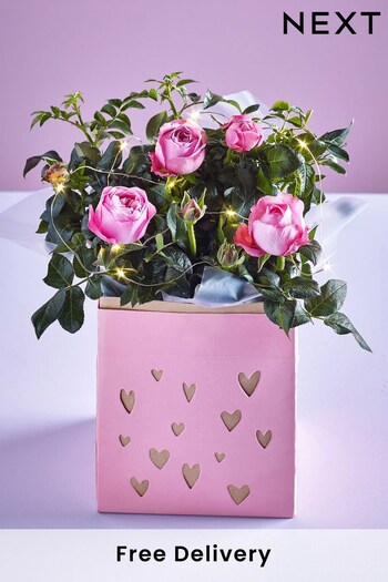 Pink Real Rose Plant in Gift Bag With Lights (Q78293) | £25
