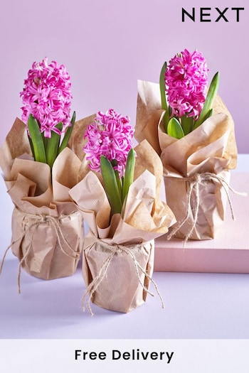 Set of 3 Pink Hyacinth Gift Wrapped Real Plants (Q78297) | £20