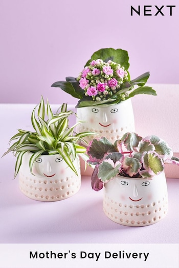 Pink Real Plant in Ceramic Novelty Pots (Q78299) | £24