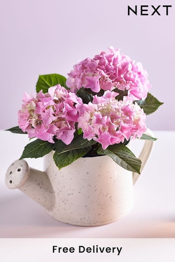 Pink Real Hydrangea Plant in Ceramic Watering Can (Q78300) | £28
