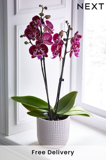Multi Orchid Real Plant in Ceramic Pot (Q94792) | £35