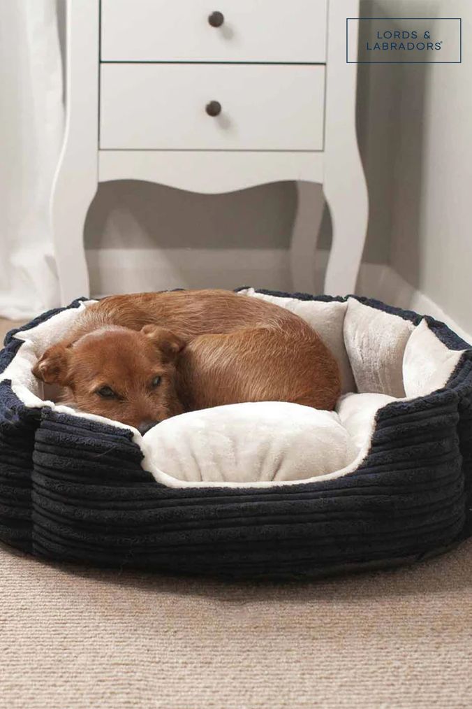 Buy Blue Pet Beds Gifts Online Next UK