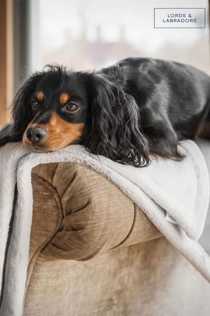 Next dog deals blanket