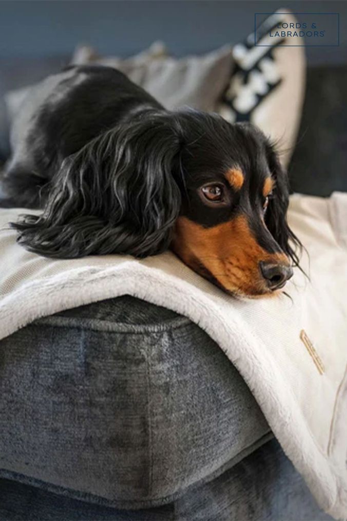 Next dog blanket clearance