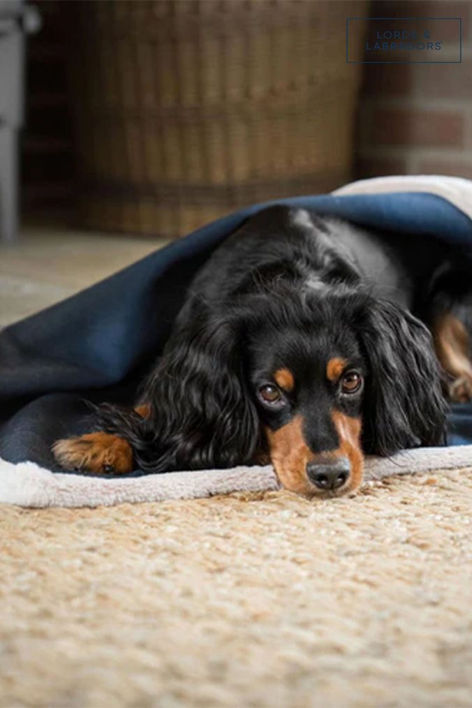 Buy discount dog blanket