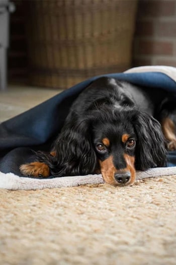 Lords and Labradors Blue Essentials Twill Dog Blanket (Q99827) | £35